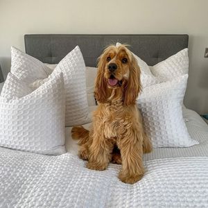 Image post by @bensonsforbedshq on Instagram