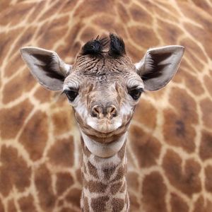 Image post by @sandiegozoo on Instagram