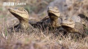 Video post by @bbcearth on YouTube