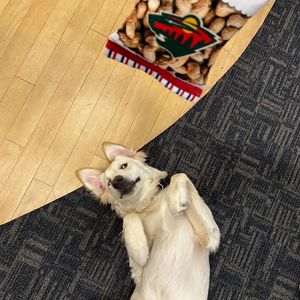 Image post by @thehockeylodge on Instagram