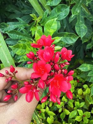 Image post by @brahman_girl_9 on Instagram