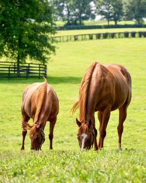 Image post by @coolmoreamerica on Instagram