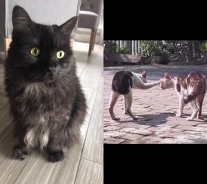 Video post by @livinglocurto on TikTok