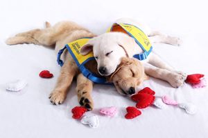 Image post by @canineorg on Instagram