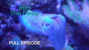 Video post by @bbcearth on YouTube