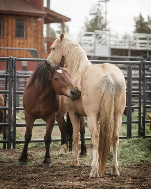 Image post by @sistersrodeo on Instagram