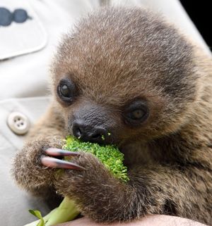 Image post by @sandiegozoo on Instagram