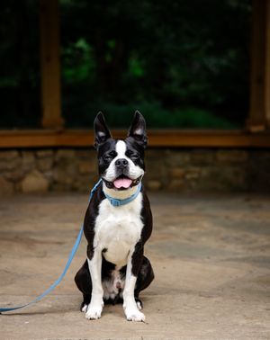 Image post by @mulliganthebostonterrier on Instagram
