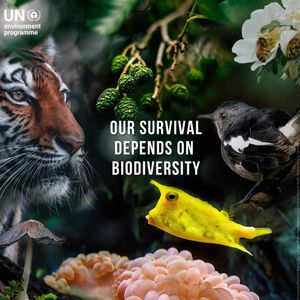 Image post by @unitednations on Instagram