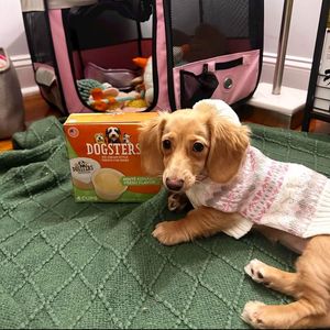 Image post by @dogstersicecream on Instagram