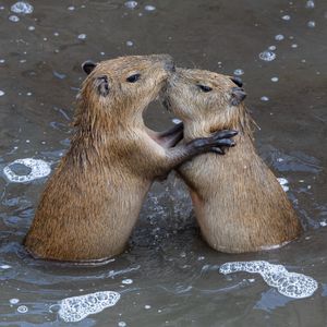 Image post by @sandiegozoo on Instagram