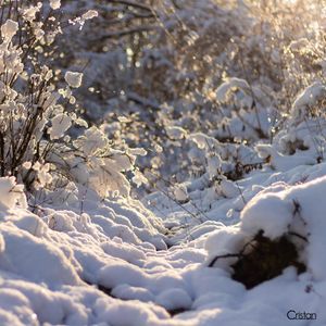 Image post by @cristan.nature.photography on Instagram