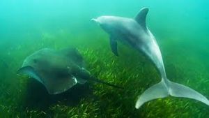 Video post by @bbcearth on YouTube