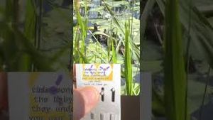 Video post by @slowmagicmusic on YouTube