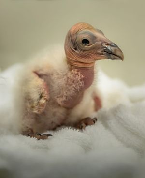Image post by @usfws on Instagram