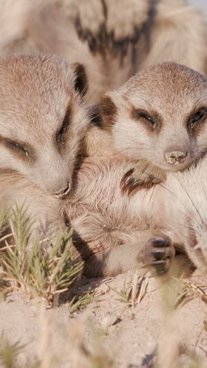 Video post by @bbcearth on Instagram