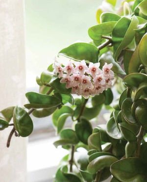 Image post by @ahs_gardening on Instagram