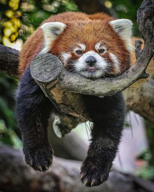 Image post by @sandiegozoo on Instagram