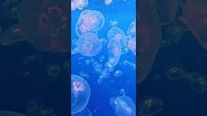 Video post by @gopro on YouTube