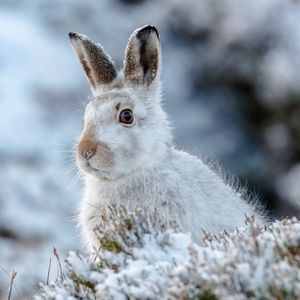 Image post by @animalplanet on Instagram