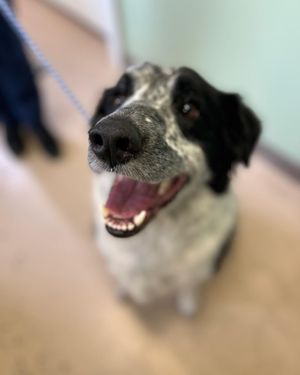 Image post by @whitmanpets on Instagram