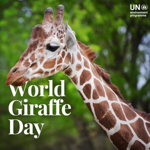 Image post by @unitednations on Instagram