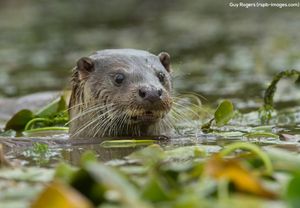 Image post by @rspb on Instagram