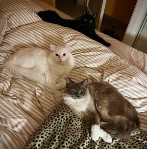Image post by @brunrik.and.pyrene.ragdolls on Instagram