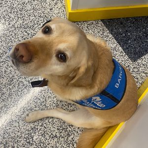 Image post by @stlbluespup on Instagram
