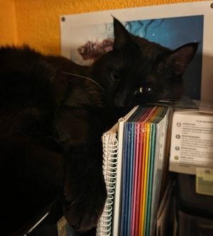 Image post by @brunrik.and.pyrene.ragdolls on Instagram