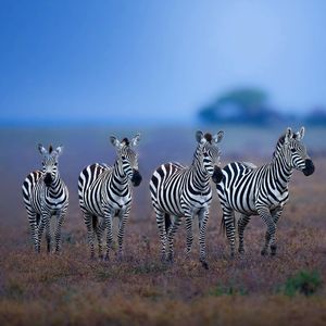 Image post by @bbcearth on Instagram