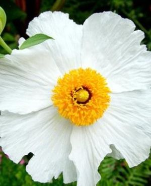 Image post by @ahs_gardening on Instagram