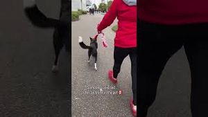 Video post by @dogsthat on YouTube
