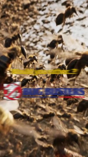 Video post by @bugbustersusa on TikTok