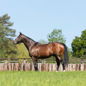 Image post by @juddmonte on Instagram
