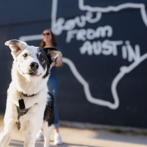 Image post by @triumphpetfood on Instagram