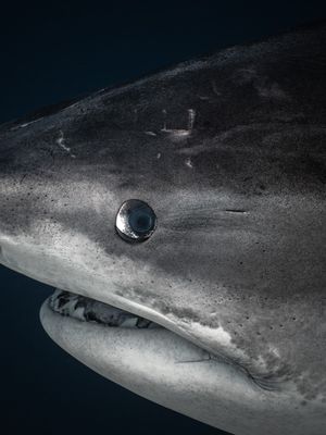 Image post by @discovery on Instagram