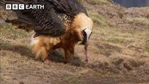 Video post by @bbcearth on YouTube