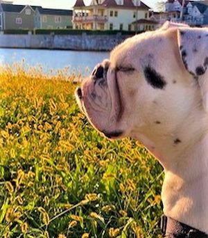 Image post by @drhempdog on Instagram