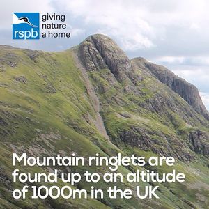 Image post by @rspb on Instagram