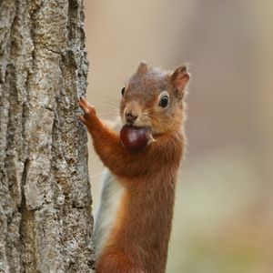 Image post by @animalplanet on Instagram