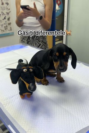 Video post by @puricelvet on TikTok