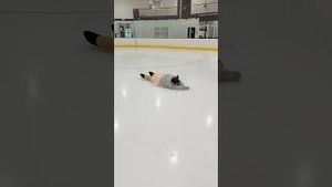 Video post by @lainedubin on YouTube