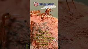 Video post by @bugbustersusa on YouTube