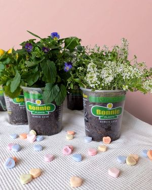 Image post by @bonnieplants on Instagram
