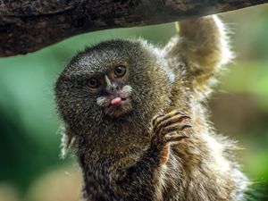 Image post by @animalplanet on Instagram