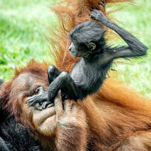 Image post by @sandiegozoo on Instagram