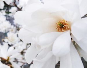 Image post by @lotuswei on Instagram