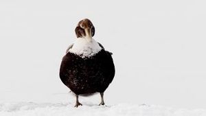 Video post by @bbcearth on YouTube