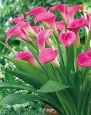 Image post by @joselonazarenopena on Facebook